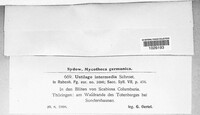 Microbotryum intermedium image